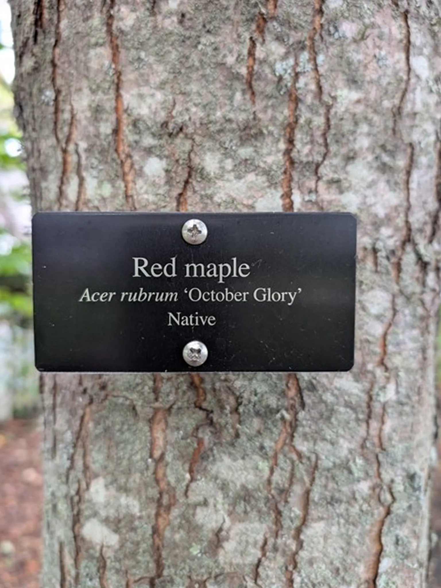 KGP Tree Label