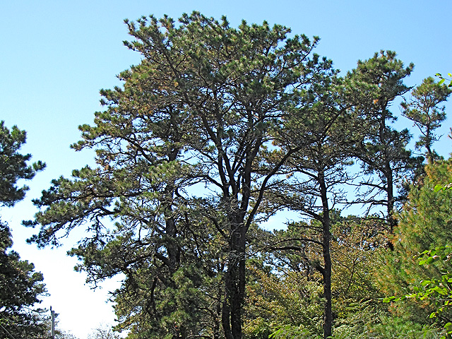 iconic Pitch Pine on Sears Rd - Summer