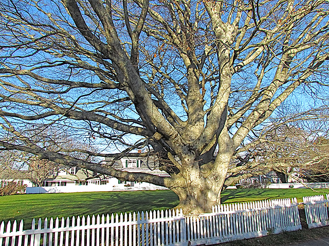 Structure of Copper Beech at Water and Main - Winter